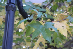 Liquidambar orientalis