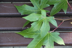 Liquidambar orientalis