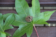 Liquidambar orientalis