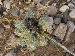 Artemisia alaskana