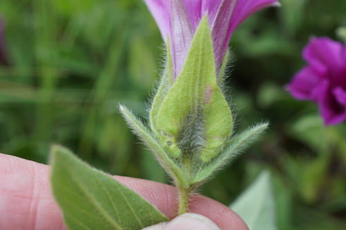 Image of Ipomoea crassipes by (c) Andrew Hankey, some rights reserved (CC BY-SA)