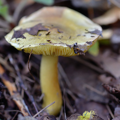 Tricholoma frondosae