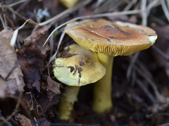 Tricholoma frondosae