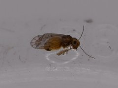 Peripsocus madidus