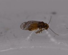 Peripsocus madidus