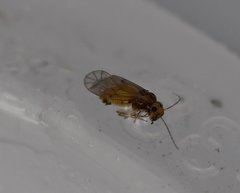 Peripsocus madidus