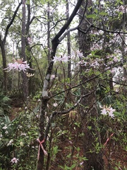 Rhododendron canescens image