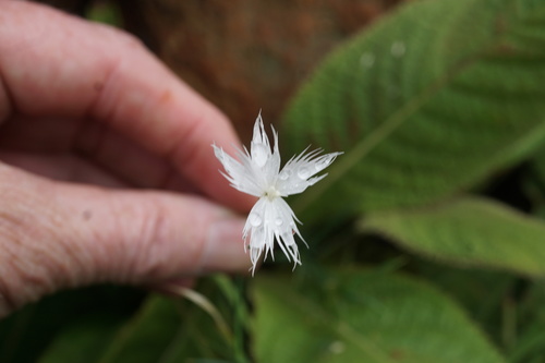 Image of Dianthus mooiensis by (c) Andrew Hankey, some rights reserved (CC BY-SA)