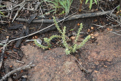 Crassula lanceolata