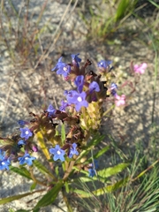 Anchusa calcarea