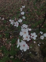 Prunus cerasifera