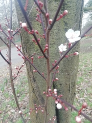 Prunus cerasifera