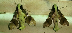 Image of Callionima denticulata