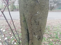 Prunus cerasifera