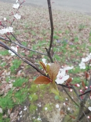 Prunus cerasifera