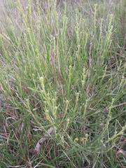 Baccharis spicata