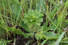 Eucomis autumnalis clavata