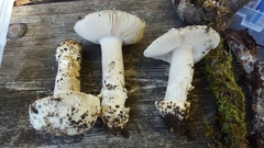 Amanita protecta