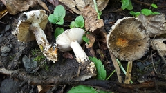Amanita protecta