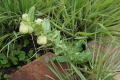 Hermannia grandistipula