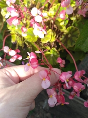 Begonia bowerae