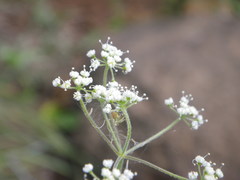 Pimpinella caffra