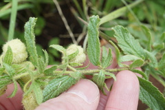 Hermannia grandistipula
