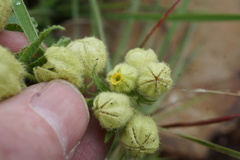 Hermannia grandistipula