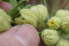 Hermannia grandistipula