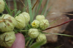 Hermannia grandistipula