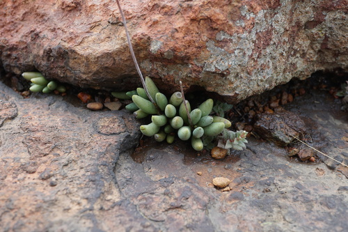Image of Adromischus umbraticola by (c) Andrew Hankey, some rights reserved (CC BY-SA)