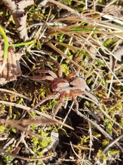 Alopecosa sulzeri