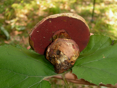 Rubroboletus rubrosanguineus