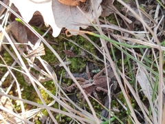 Alopecosa sulzeri