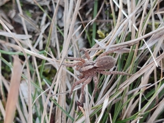 Alopecosa sulzeri