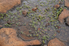 Mossia intervallaris