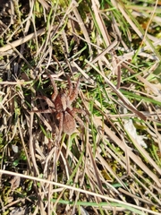 Alopecosa sulzeri