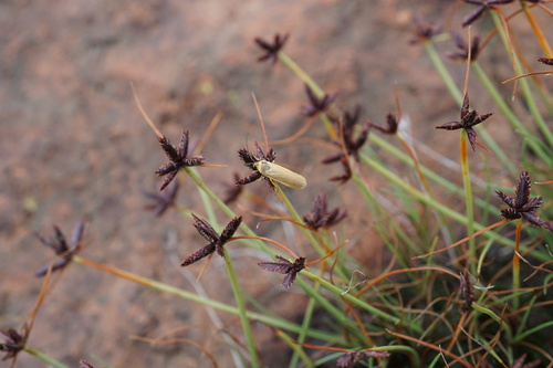 Image of Cyperus rupestris by (c) Andrew Hankey, some rights reserved (CC BY-SA)