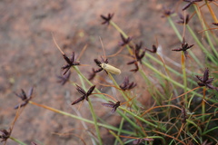 Cyperus rupestris