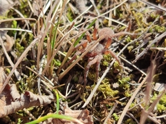 Alopecosa sulzeri