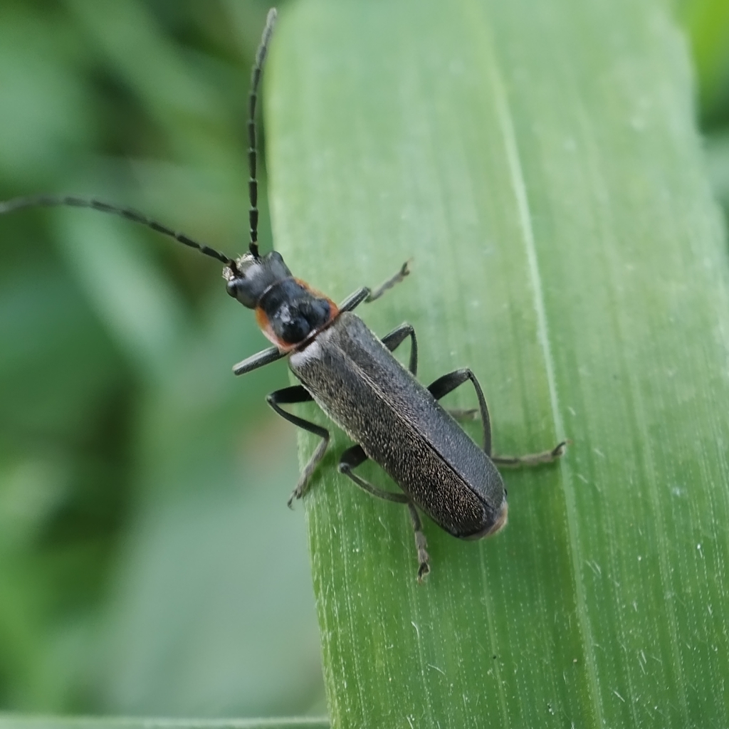 Cantharis instabilis