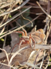 Alopecosa sulzeri