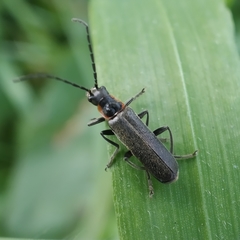 Cantharis instabilis