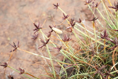 Cyperus rupestris