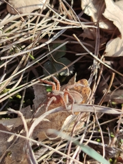 Alopecosa sulzeri