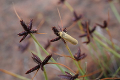 Cyperus rupestris