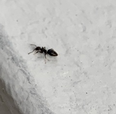 Technomyrmex difficilis