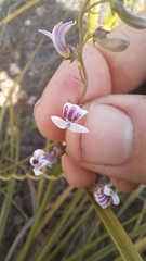 Cyphia dentariifolia