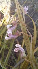 Cyphia dentariifolia