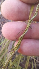 Cyphia dentariifolia